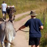 Ein tierisches Vergnügen - Wandern mit Eseln