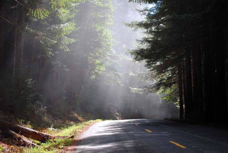 Der Redwood Nationalpark