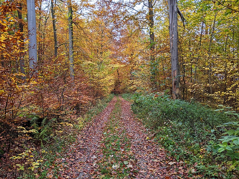 Herbstwald in der Rhön