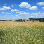Weizenfelder im Vogtland