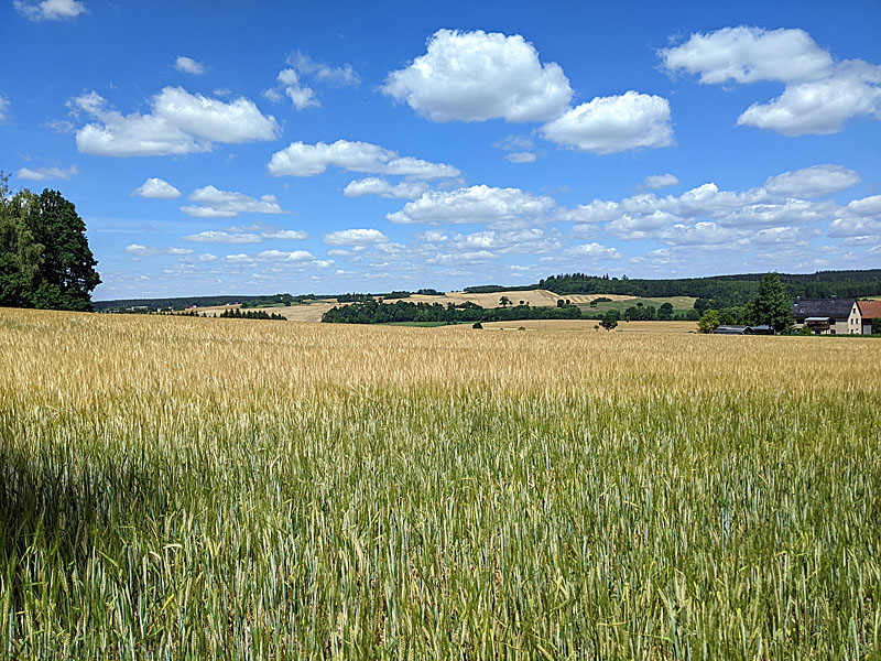 Weizenfelder im Vogtland