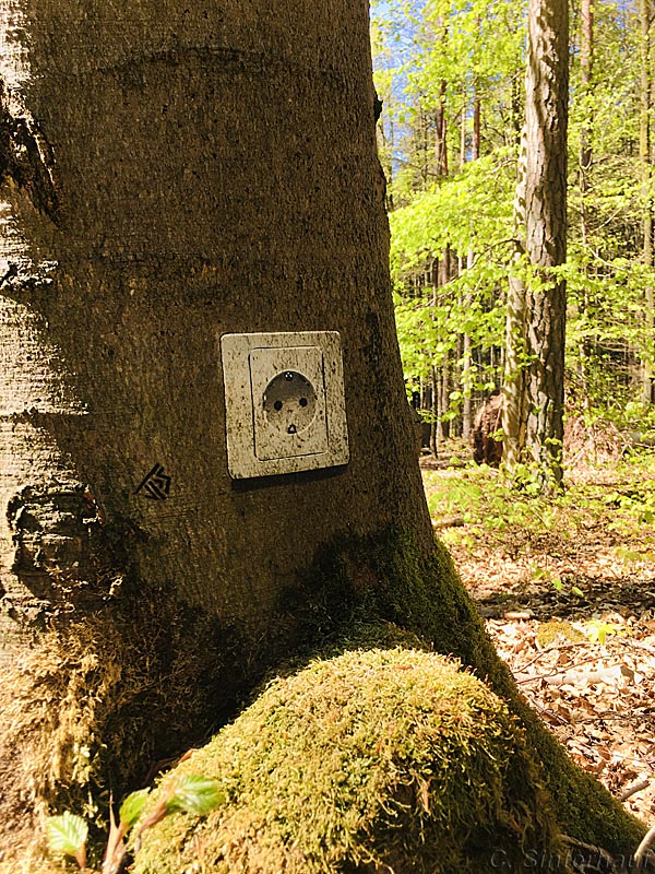 Im Wald kann man seelische Energie tanken
