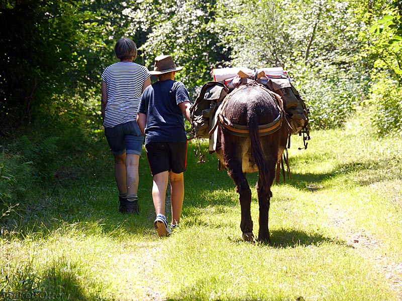 Wandern mit Eseln