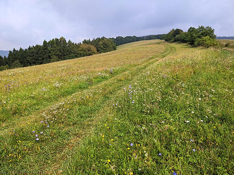 Schöne Wiesen in der Ostslowakei