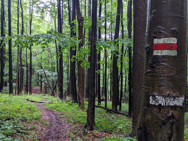 Der Wald nach dem großen Gewitter